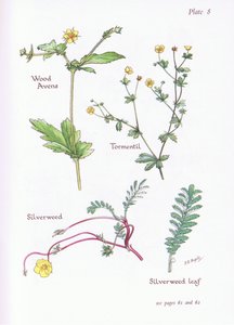 Gewöhnliches Nelkenwurz, Blutwurz, Gänsefingerkraut, 1951