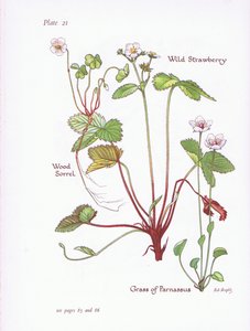 Wald-Sauerklee, Walderdbeere, Moosglöckchen