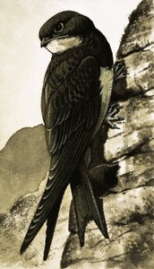 Der Mauersegler