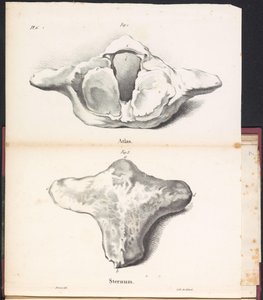 Atlas und Sternum des Wals, 1827
