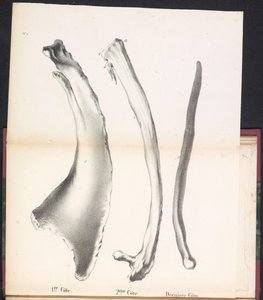 Drei Rippen des Wals, 1827