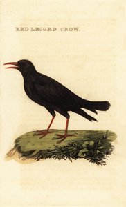 Alpendohle, Pyrrhocorax pyrrhocorax von British School