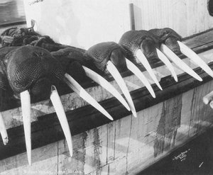 Walross-Stoßzähne, Nome, Alaska, ca. 1931