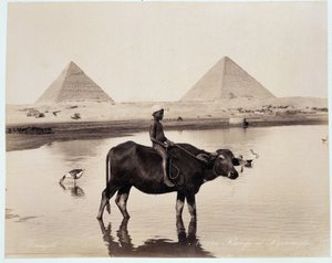 Ein Kind und ein Ochse in einem Gewässer am Fuße der Pyramiden von Chephren und Cheops in Gizeh - Fotografie der Frères Zangali, späte 19. Jahrhundert von Brothers Zangaki