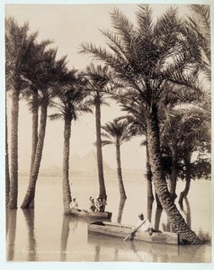 Ein Palmenhain am Fuße der Pyramiden von Ägypten - Fotografie der Gebrüder Zangali, Ende 19. Jahrhundert