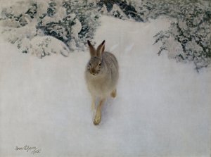 Hase im Winter
