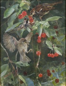 Sperlinge in einem Kirschbaum, 1885 von Bruno Andreas Liljefors