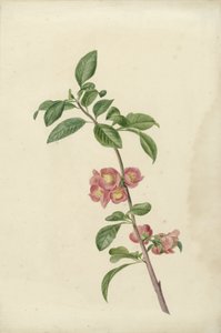 Blühender Zweig einer japanischen Kirsche von C.J. Kruimel