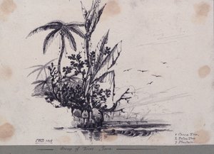 Gruppe von Bäumen.... Java. 1. Kakaobaum, 2. Palmenbaum, 3. Kochbanane von C.W. Browne