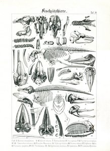Anatomische Illustration von Meeressäugern
