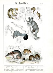 Australische Beuteltiere in ihrem natürlichen Lebensraum von C. Roth