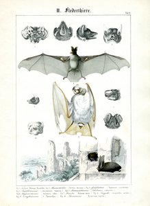 Fledermäuse und ihre Anatomie von C. Roth