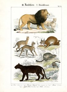 Große Katzen und kleine Katzenarten von C. Roth