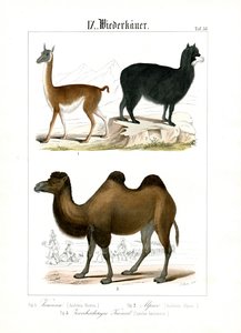 Kameliden aus Südamerika und Asien