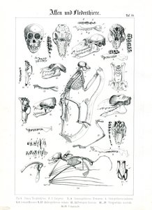 Vergleichende Anatomie von Primaten und Fledermäusen von C. Roth