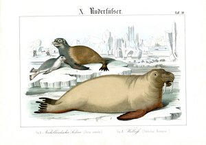 Meeressäugetiere der Polarregionen