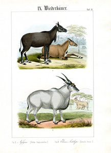 Nilgai und Elenantilope von C. Roth