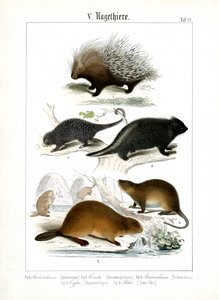 Stachelschwein, Coendus und andere Nagetiere von C. Roth