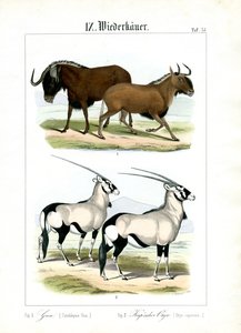 Gnu und Gemsbock von C. Roth