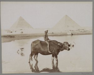 Junge auf einem Büffel mit zwei Pyramiden im Hintergrund in Ägypten