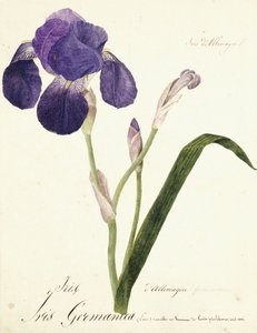 Deutsche Schwertlilie; Iris Germanica von Capitaine Pelletier