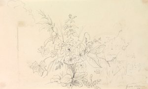 Skizze von Pflanzen und einem Meilenstein aus der Natur, 3. Juni 1826 von Capt. Thomas Hastings
