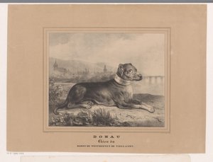Hund Donau von Carel Christiaan Antony Last