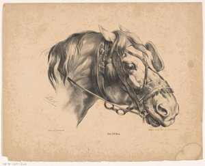 Pferdekopf mit Zaumzeug von Carel Christiaan Antony Last