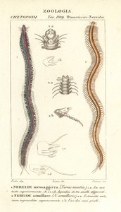 Bartzahn-Nereide, Perinereis nuntia 1 und Nereide, Syllis armillaris 2