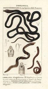 Schnürsenkelwurm, Lineus longissimus 1, Borlasia angliae 1, Rüsselwurm, Cerebratulus bilineatus 2, Cerebratulus bilineatus 2, Bandwurm, Tubulanus polimorphus 3, Tubulanus elegans 4