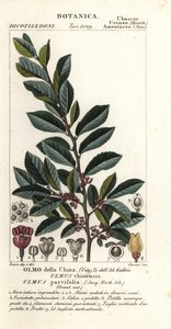Chinesische Ulme oder Rindenulme, Ulmus parvifolia, Ulmus chinensis, Olmo della China
