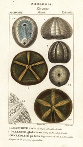 Fossilien ausgestorbener Seeigel: Echinocorys (Ananchites) 1, Galerites globulosus 2 und Nucleolites patella 3