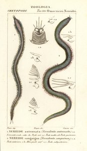 Leodice antennata, Nereidonta antennata und Eunice sanguinea, Nereidonta sanguinea