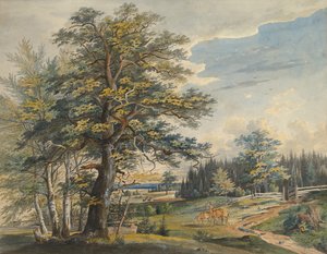 Waldlandschaft mit Hirsch