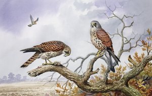 Paar Turmfalken von Carl Donner