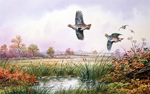 Rebhuhn im Flug von Carl Donner
