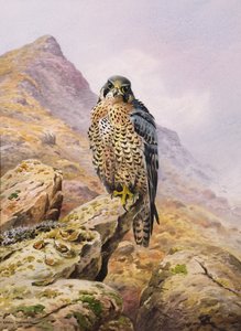Wanderfalke von Carl Donner