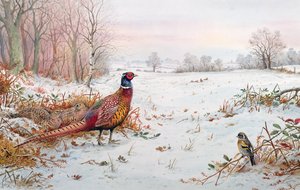 Fasan und Brambling im Schnee