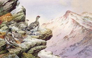 Schneehuhn auf den Gipfeln von Carl Donner