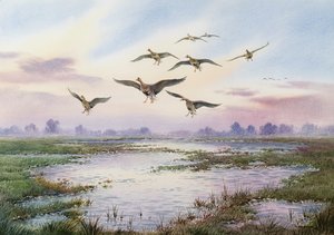 Blässgänse im Landeanflug