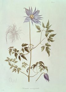 Clematis macropetala, aus "Icones Plantarum Floram Rossicam" 1829 von Carl Friedrich von Ledebour