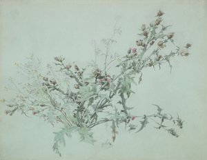 Studie einer blühenden Distel, 1846 von Carl Georg Anton Graeb