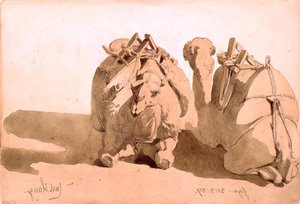 Studie von Kamelen