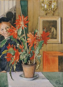 Britas Kaktus, 1904