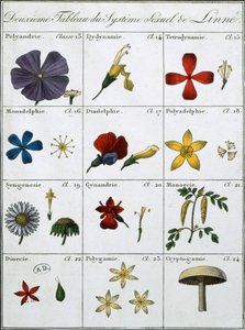Zweite Tafel des Linnéischen Pflanzensexualsystems von Carl Linnaeus