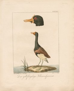 Der Gelbflügel-Jacana