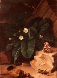 Stillleben mit Primeln und Insekten