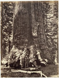 Basis des Grizzly-Riesen, aus The Yosemite Book: A Description of the Yosemite Valley and the Adjacent Region of the Sierra Nevada, and of the Big Trees of California, von Josiah Dwight Whitney von Carleton E. Watkins