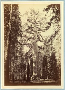 Der Grizzly-Riese, Mariposa Grove, Yosemite von Carleton E. Watkins