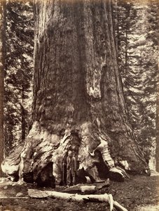 Basis des Grizzly Giant, Riesenmammutbaum, Yosemite, Kalifornien, 1868